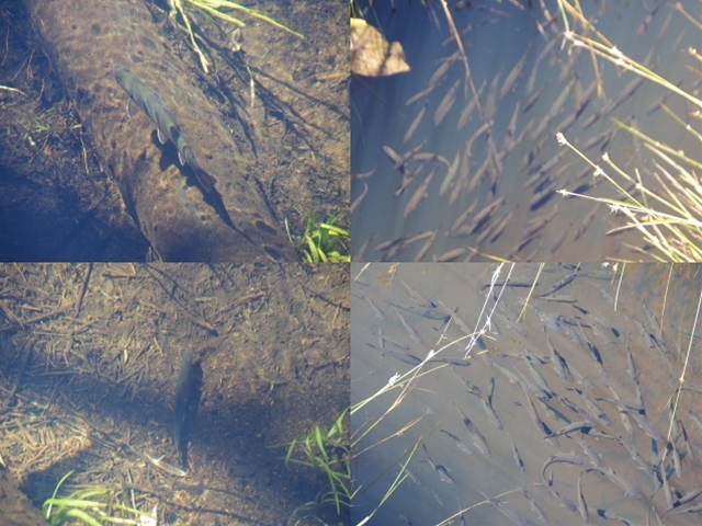 圧縮oze 魚