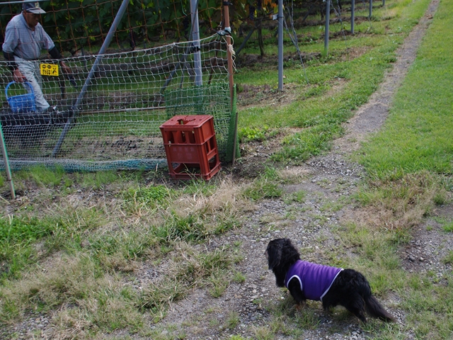 圧縮ぶどう狩り