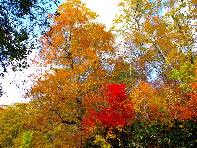 紅葉_11