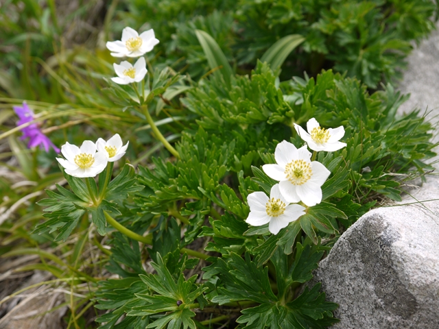 P1010085_p.jpg