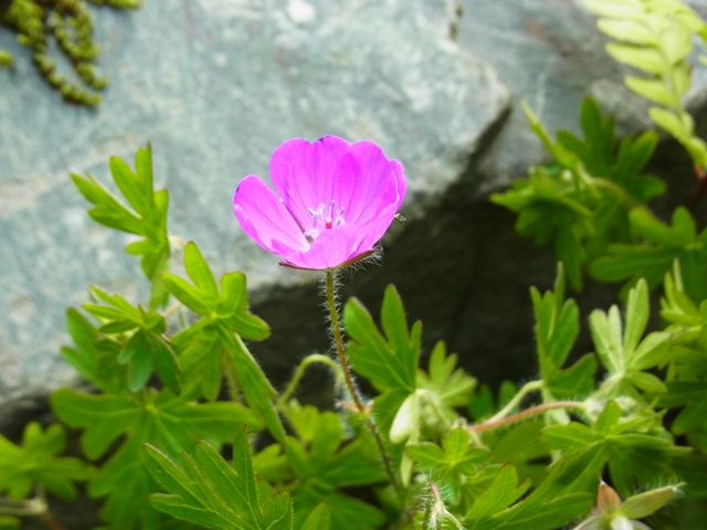 R1085149_p.jpg