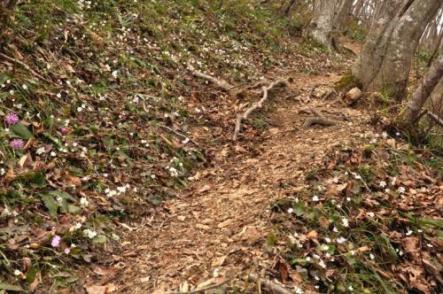 ミスミソウ咲き乱れる登山道