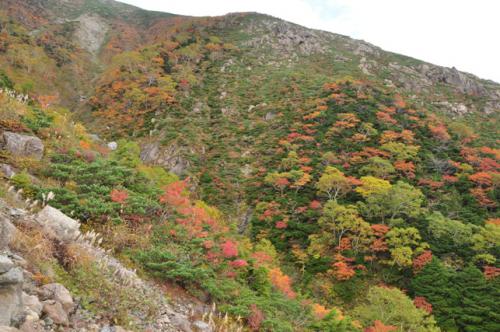 DSC_4662 紅葉
