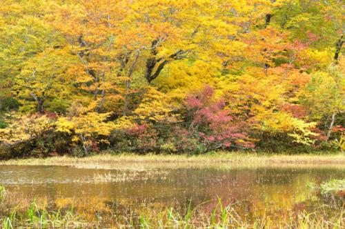 沼の紅葉