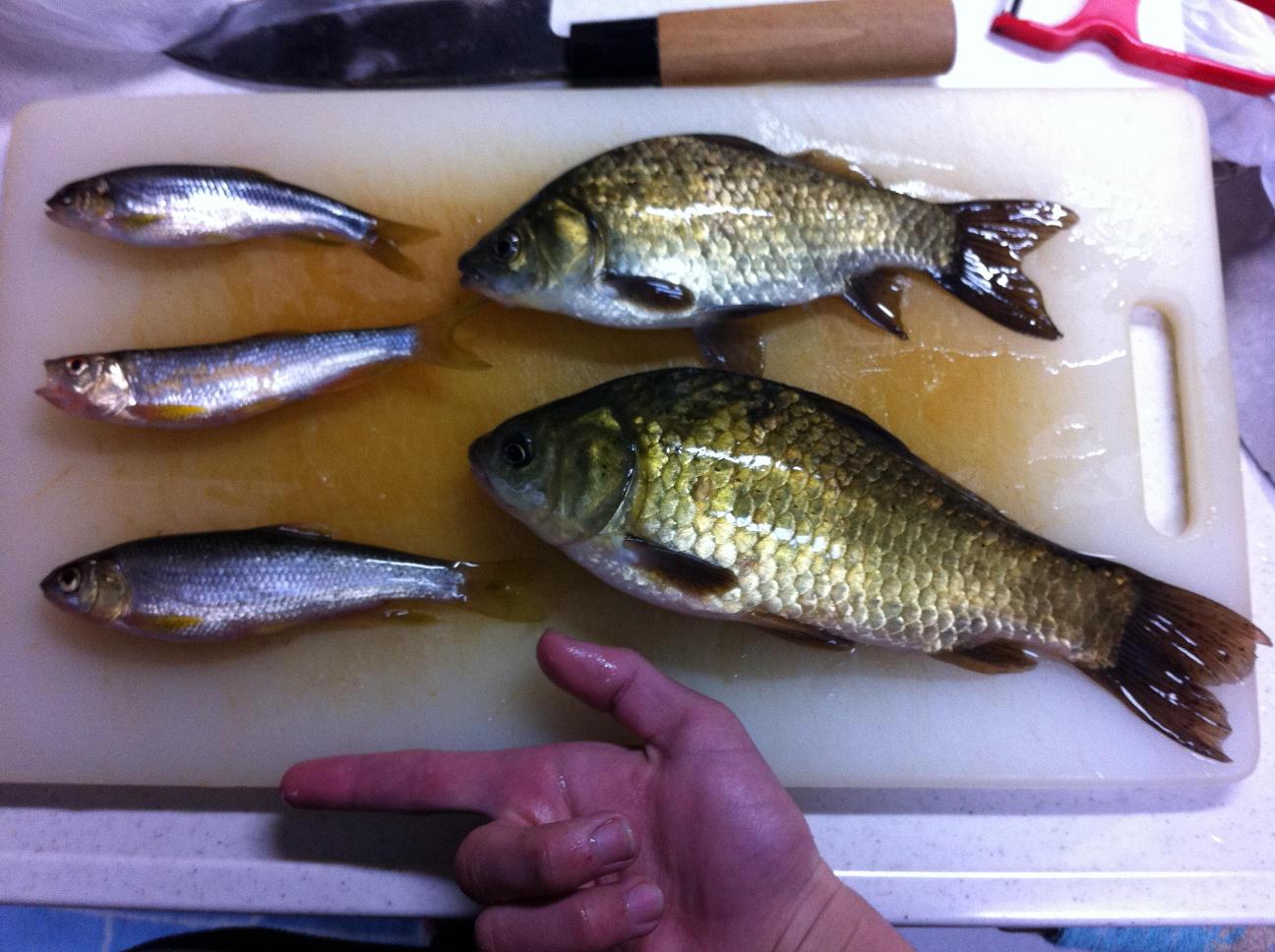 不味かった魚シリーズその