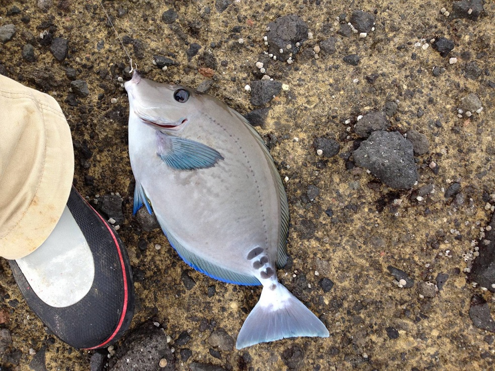 これも釣れたんだけどこれは