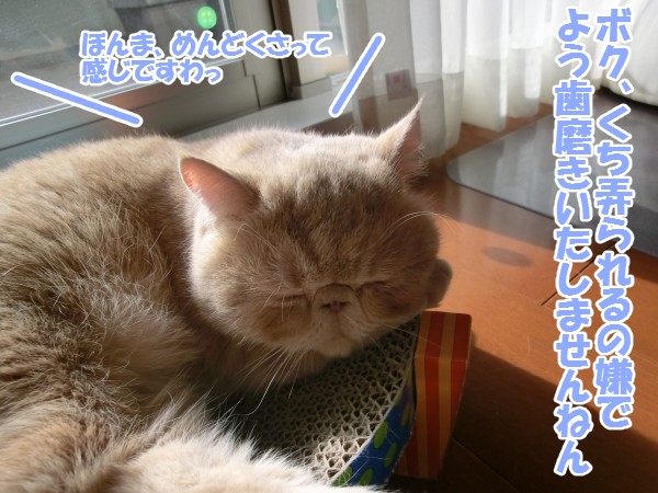 2014_02_09_てしろぐ_05