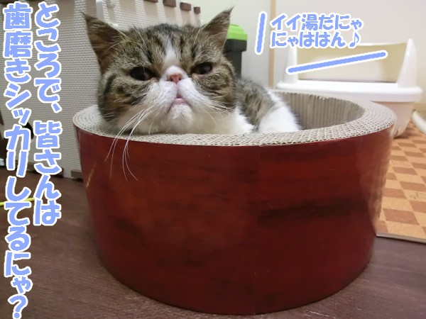 2014_02_09_てしろぐ_04