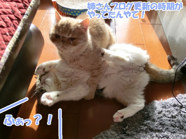 2014_02_09_てしろぐ_02