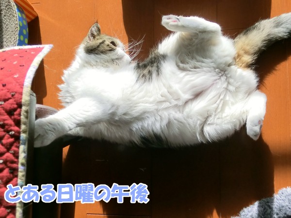 2014_02_09_てしろぐ_01