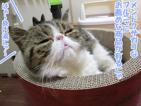 2014_02_09_てしろぐ_06