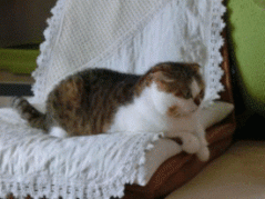 1338874039UleSDdkbGiVUfmH_convert_20120605143020_convert_20120606111404.gif