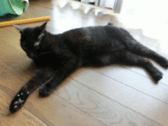 1338875047Gwafw1797pOYITs.gif
