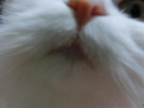 CIMG1460_convert_20120518141842.jpg