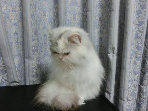 CIMG1904_convert_20120624172800.jpg