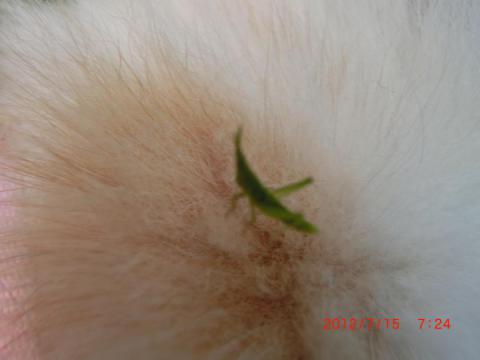 CIMG2040_convert_20120715170005.jpg