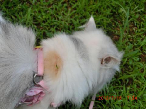 CIMG2041_convert_20120715170046.jpg