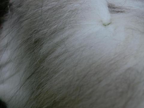 CIMG2042_convert_20120715170129.jpg