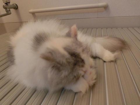 CIMG2177_convert_20120803173704.jpg