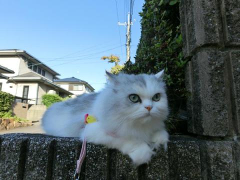 CIMG2194_convert_20120805163037.jpg
