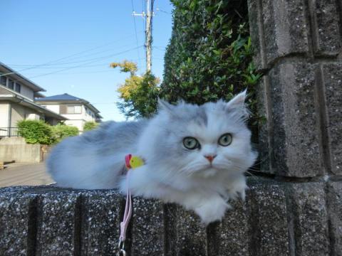 CIMG2195_convert_20120805163123.jpg