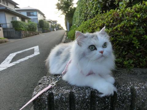 CIMG2312_convert_20120822110100.jpg