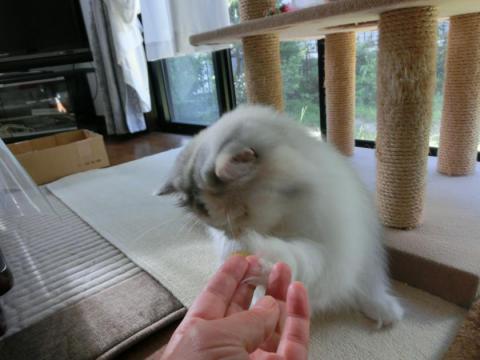 CIMG2330_convert_20120829113052.jpg