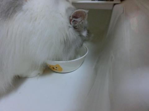 CIMG2390_convert_20120902163245.jpg