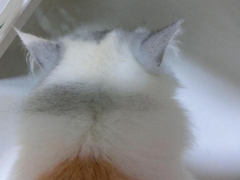 CIMG2391_convert_20120902161349.jpg