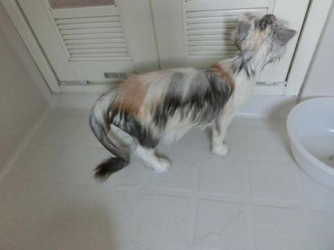 CIMG2406_convert_20120904105858.jpg