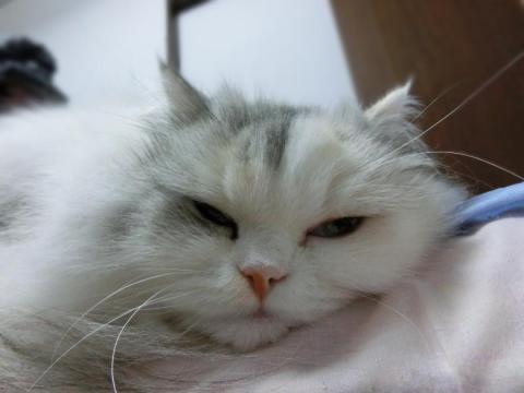 CIMG2818_convert_20121012134030.jpg
