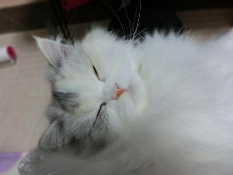 CIMG2821_convert_20121017153511.jpg