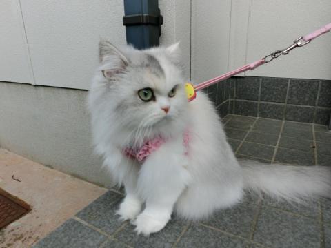 CIMG3035_convert_20121025100151.jpg