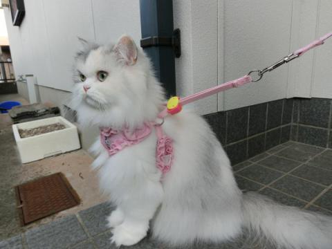 CIMG3037_convert_20121025100308.jpg