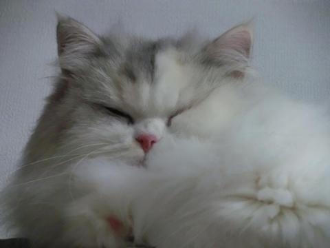 CIMG3039_convert_20121025100418.jpg