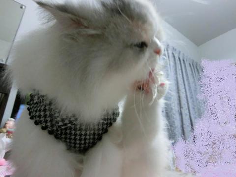 CIMG3073_convert_20121028094752.jpg