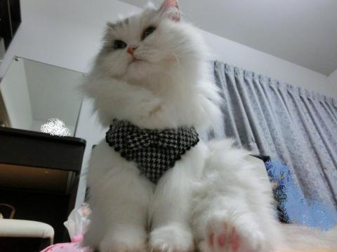 CIMG3085_convert_20121028095440.jpg