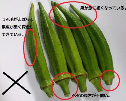 いまいちオクラ