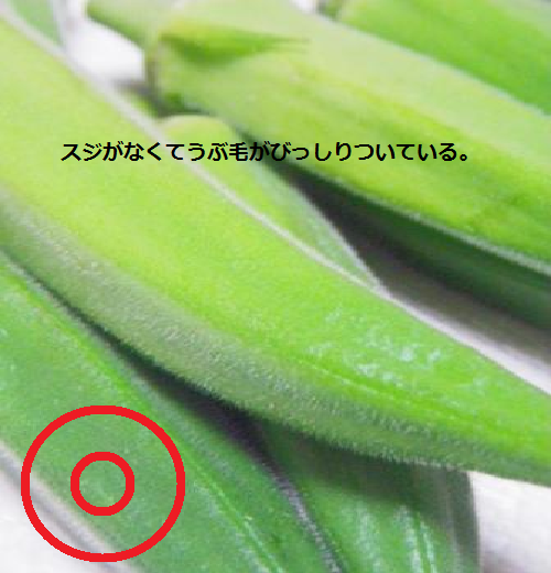新鮮!完璧オクラのうぶ毛