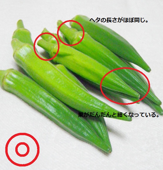 新鮮!!完璧オクラ
