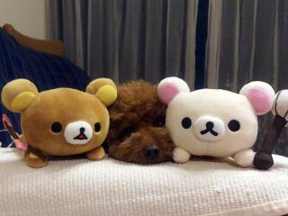 20130303_01.jpg