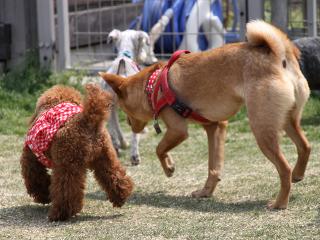 20130429_06.jpg