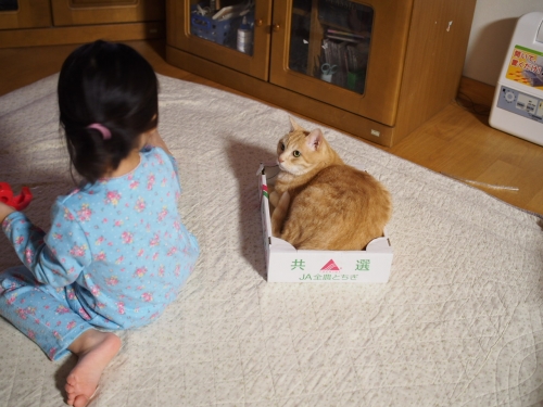 捨て猫