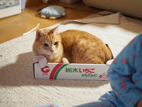 捨て猫