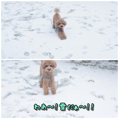ココ雪