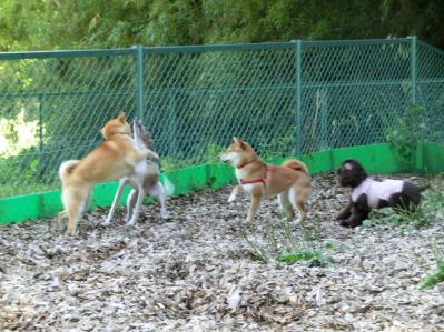 ドッグラン ウィペット 柴犬