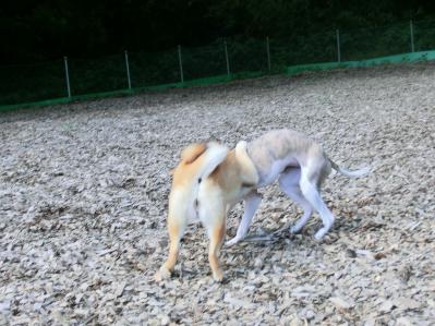 ドッグラン ウィペット 柴犬