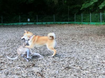 ドッグラン ウィペット 柴犬
