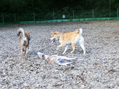 ドッグラン ウィペット 柴犬