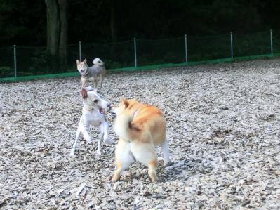 ドッグラン ウィペット 柴犬